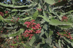 Euphorbia antiquorum